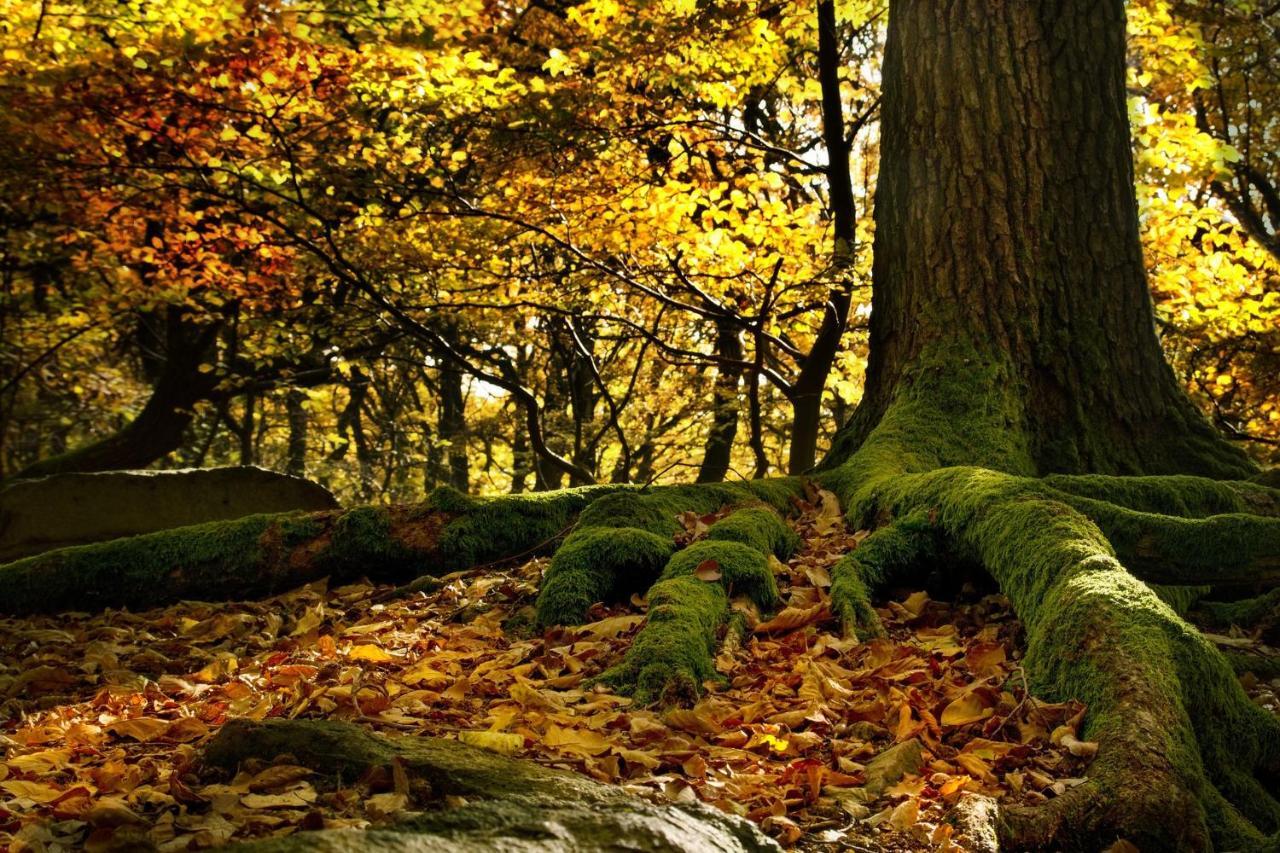Ferienwohnung Am Bergmannsbrunnen Schoenheide Экстерьер фото